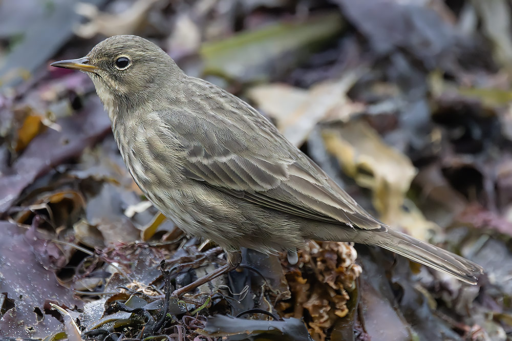 Rock pipit